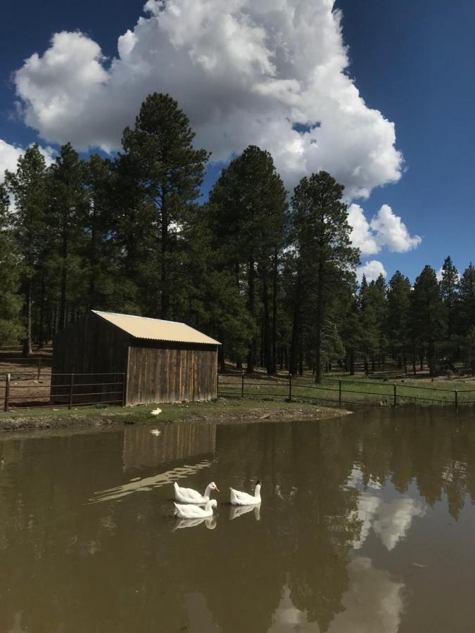 Grand Canyon Cottage At Historic Wrigley Ranch With Horseback Riding & Shooting Parks Zewnętrze zdjęcie